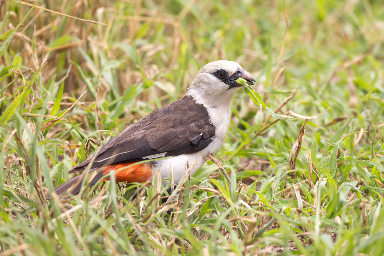 image White-headed Buffalo-Weaver